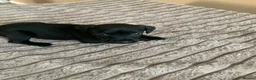 Patterdale Terrier dogs for sale: Patterdale terrier pups  - Advert 11