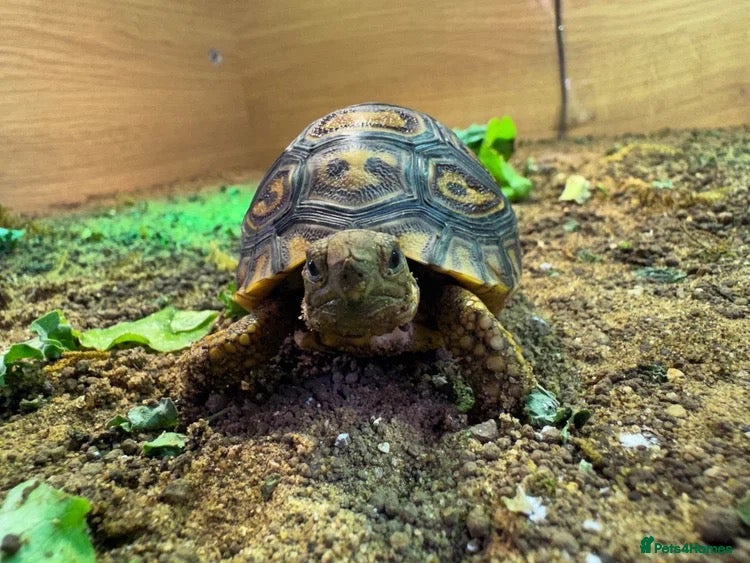 Tortoise reptiles for sale: BABY LEOPARDS & SET UPS - Advert 1