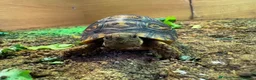Tortoise reptiles for sale: BABY LEOPARDS & SET UPS - Advert 1