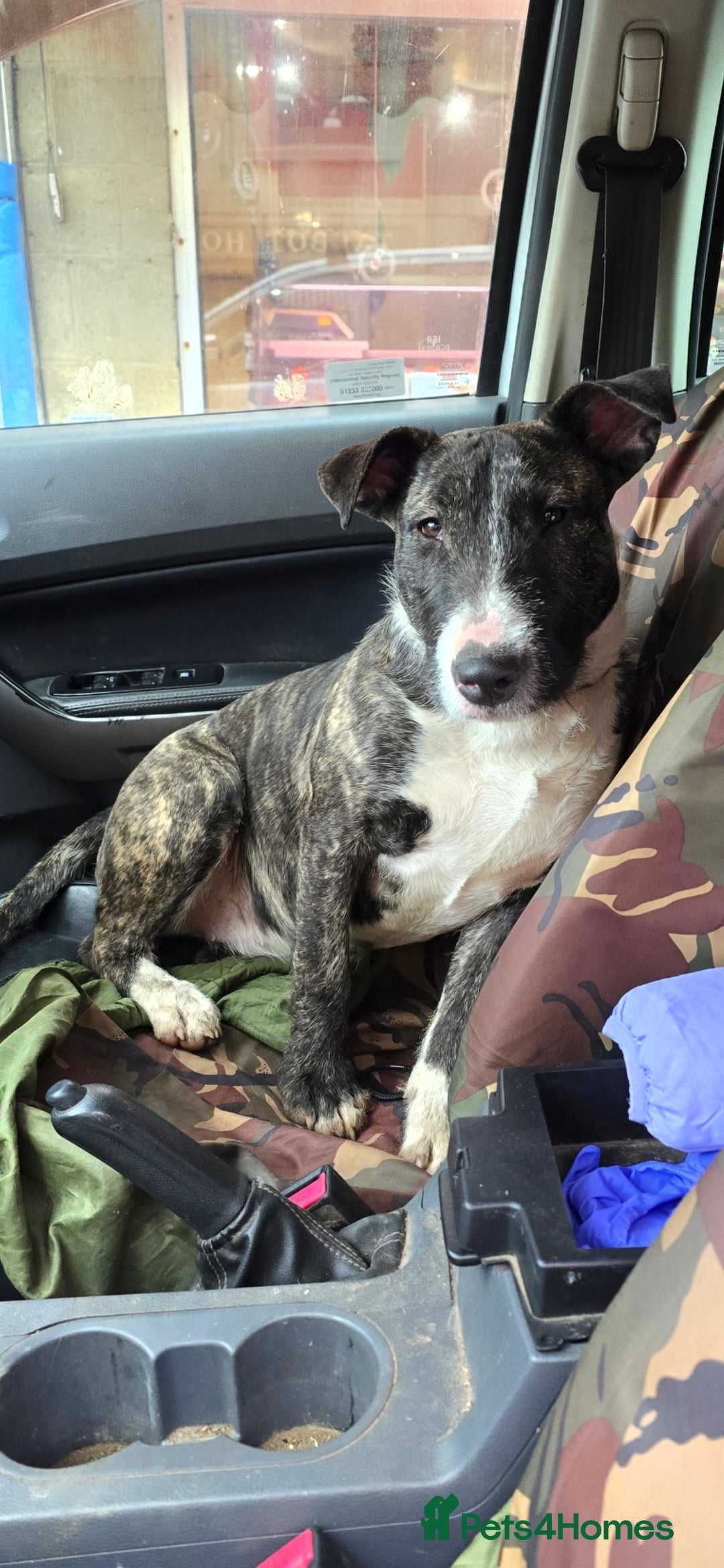 English Bull Terrier dogs for sale: Potato on legs - Advert 2