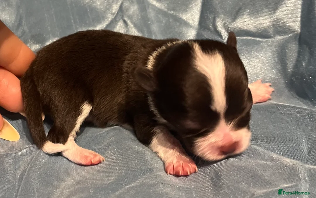 Chihuahua dogs for sale: Rare stunning chocolate chihuahua  - Advert 28