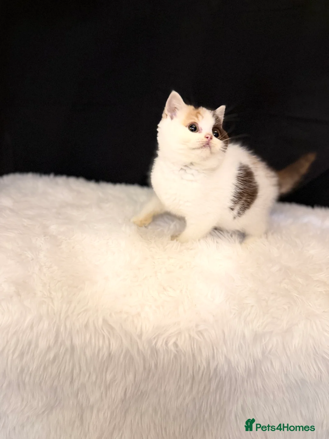 British Shorthair cats for sale: Full Pedigree Registered BSH - Advert 18