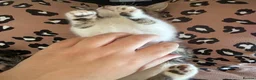 Mixed Breed cats for sale: Tabby kitten  - Advert 20
