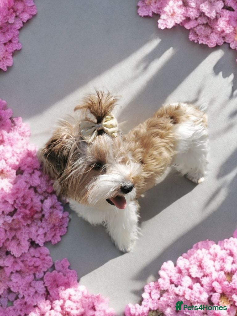 Biewer Terrier dogs Colorfull Yorkies  - Advert 1