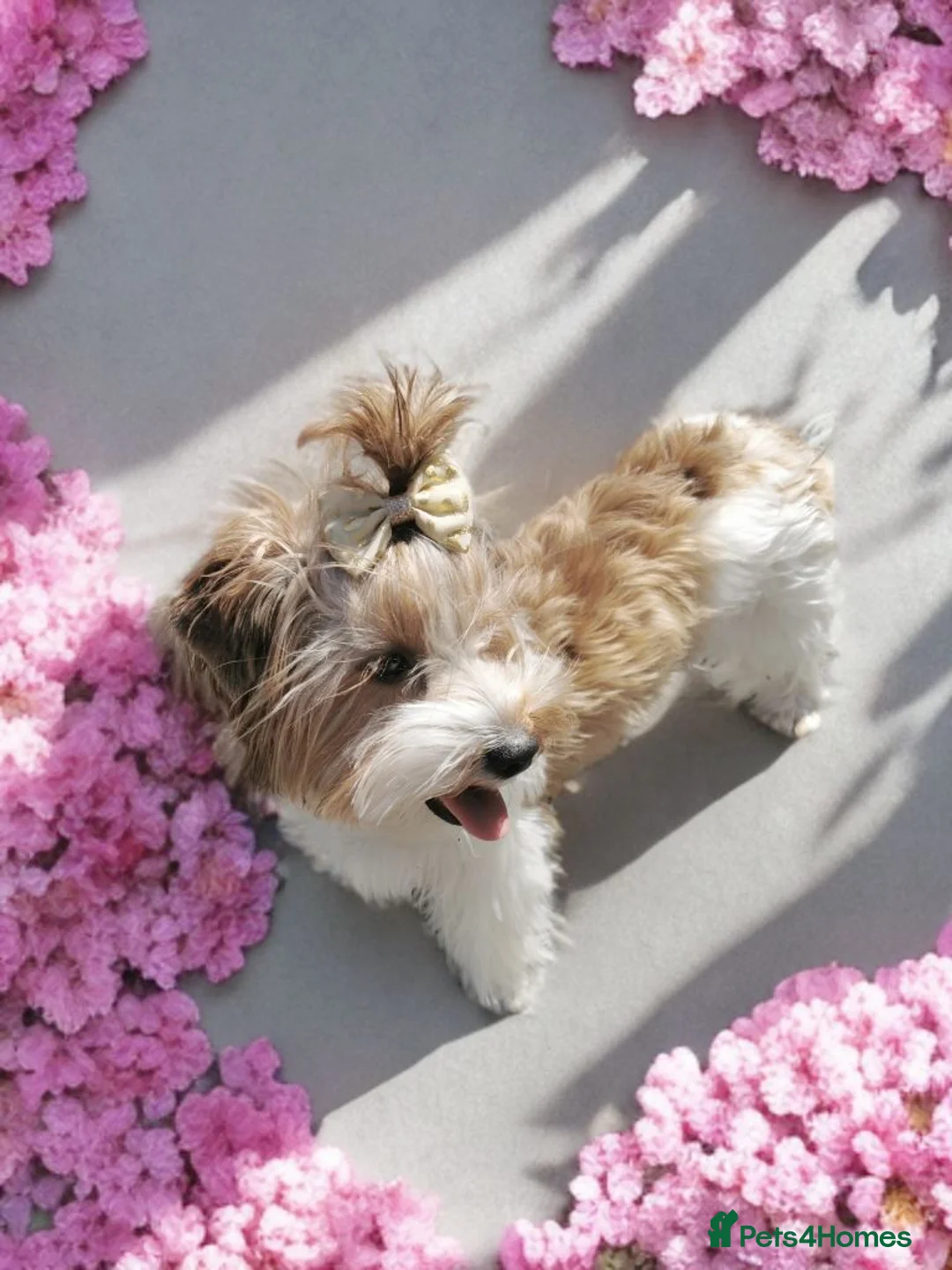 Biewer Terrier dogs for sale: Colorfull Yorkies  - Advert 1