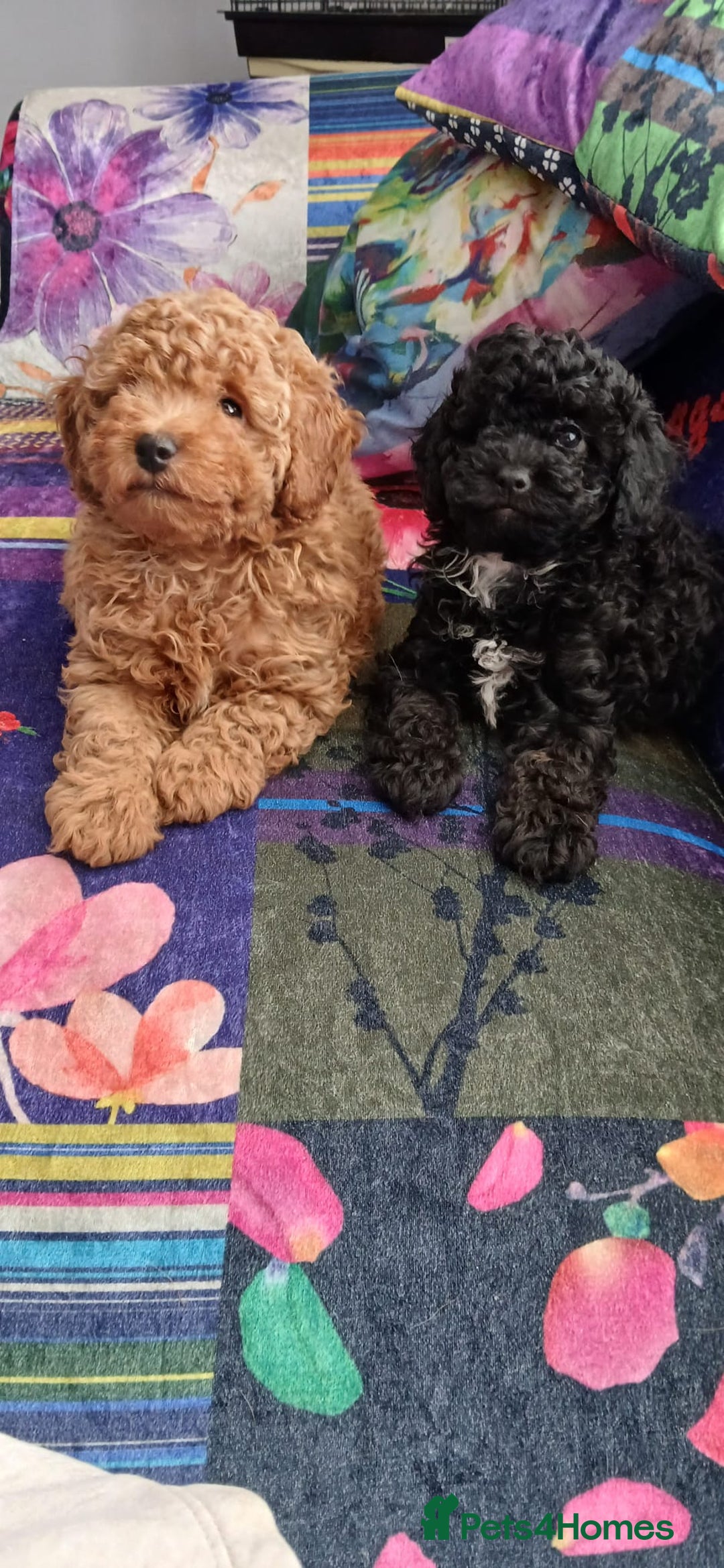 Toy Poodle dogs for sale: Beautiful litter of toy poodles - Image 5