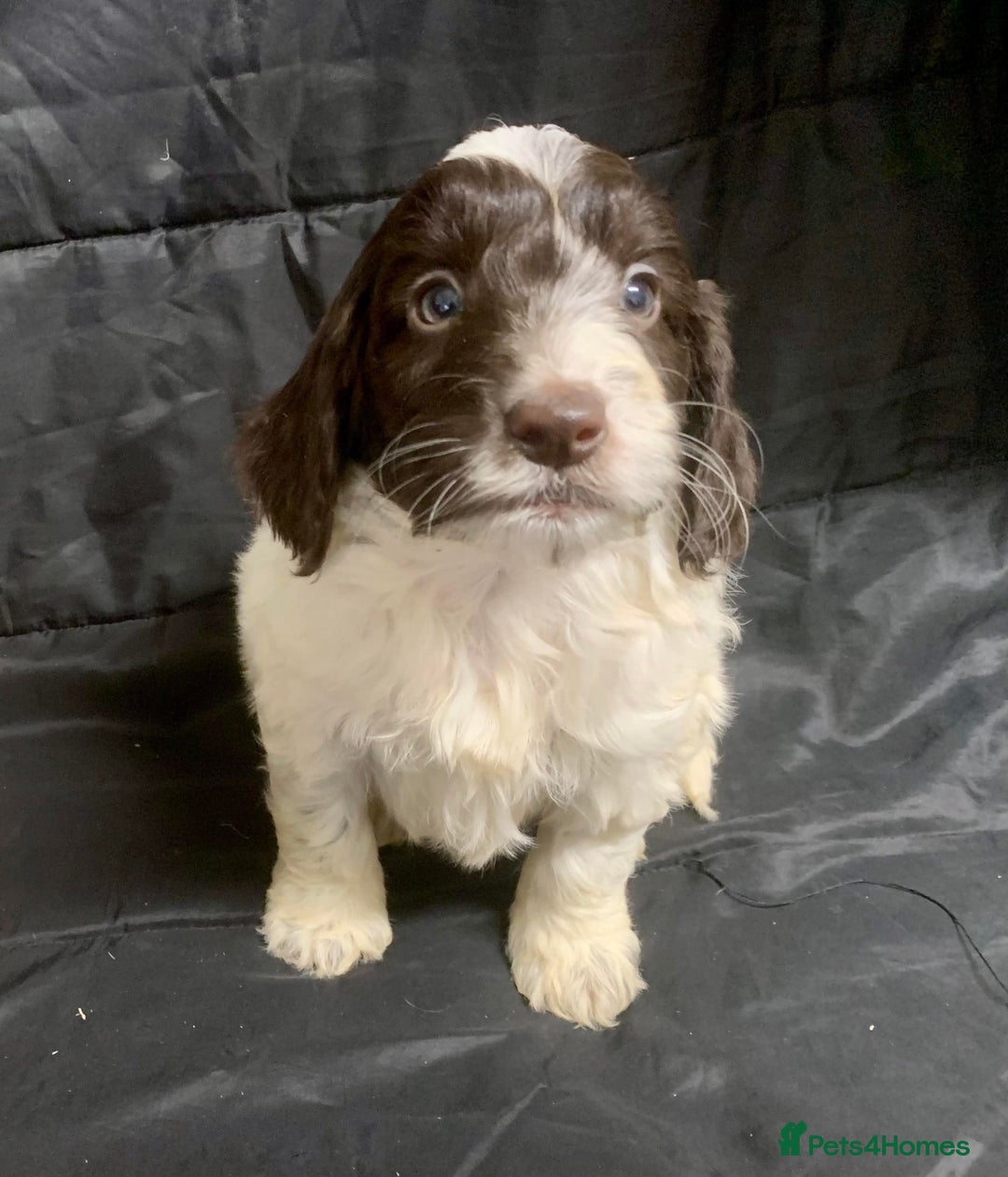 Cockapoo dogs for sale: F1 Cockapoo puppies ready now  - Advert 1