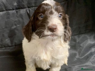 Cockapoo dogs F1 Cockapoo puppies ready now - Advert 1