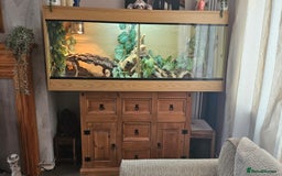 Bearded Dragon reptiles for sale: 2 year old female bearded dragon and full set up - Image 3
