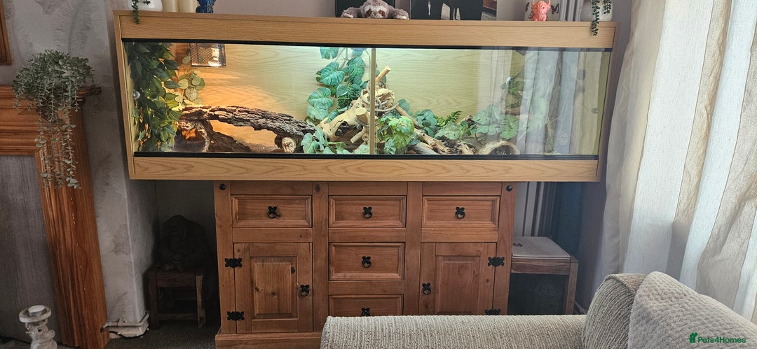 Bearded Dragon reptiles for sale: 2 year old female bearded dragon and full set up - Image 3