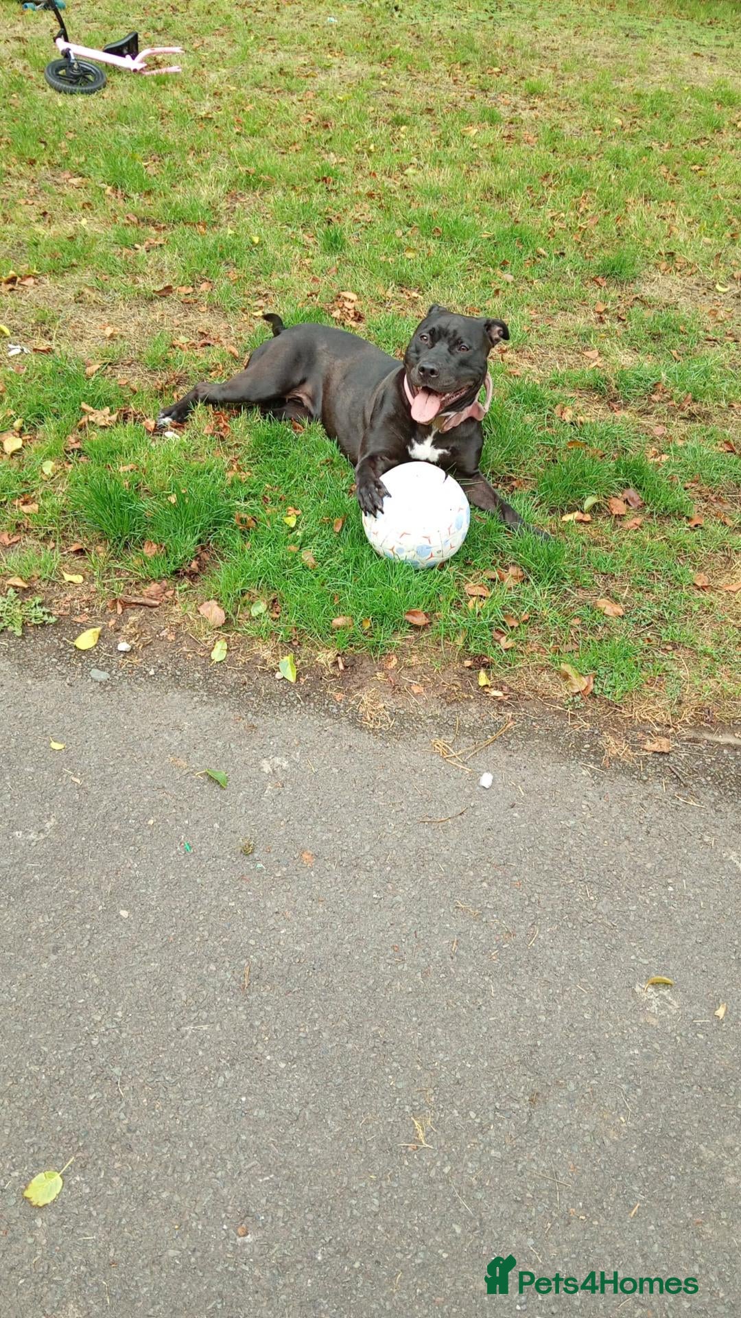Mixed Breed dogs for sale: Storm - Advert 8