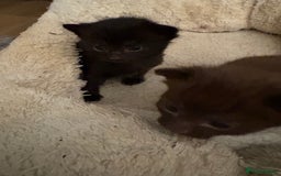 Domestic Shorthair cats for sale: Beautiful kittens looking for their forever home - Image 5