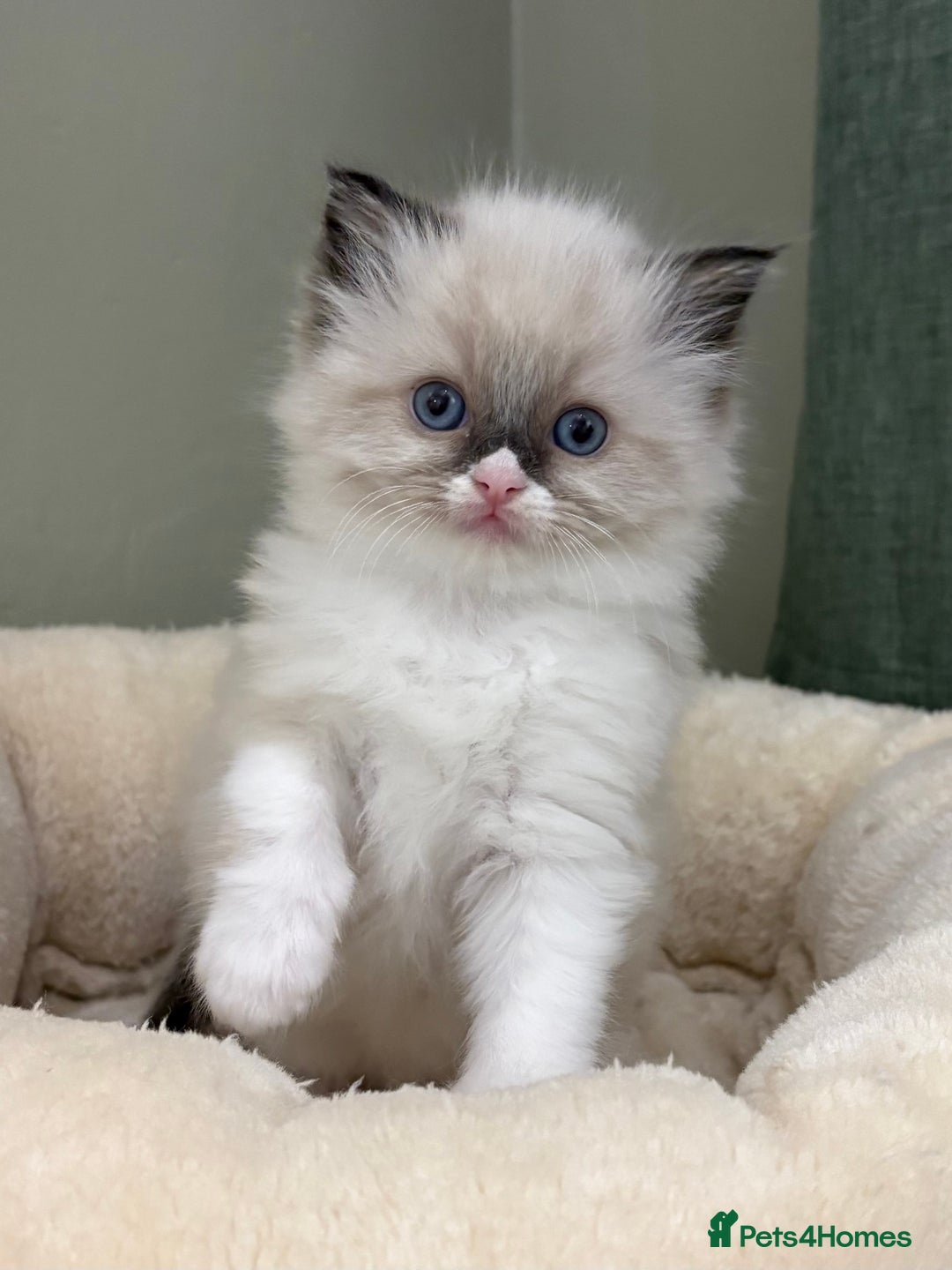 Ragdoll cats for sale: Gccf ragdolls ready 12th Jan  - Advert 16