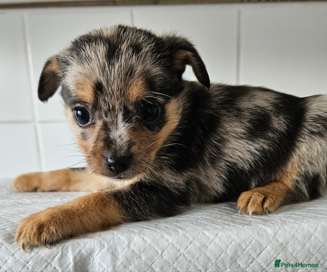 Pomchi dogs for sale: Wonderful pomchi puppies  - Image 2
