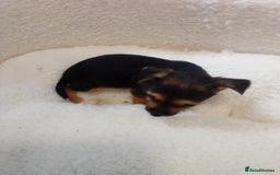 Chorkie dogs for sale: Chihuahua x Yorkshire terrier  - Image 14