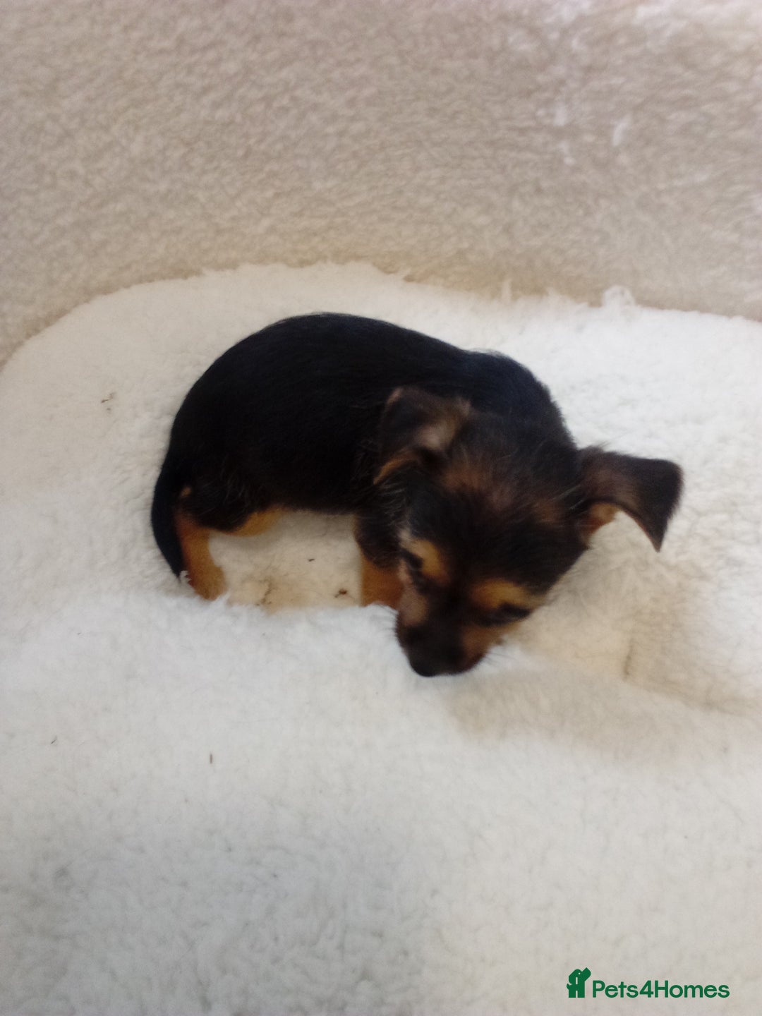 Chorkie dogs for sale: Chihuahua x Yorkshire terrier  - Image 14