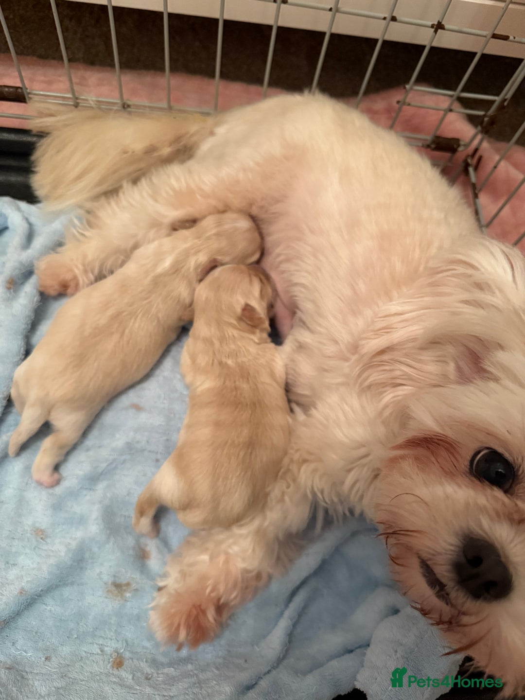 Mixed Breed dogs for sale: Beautiful litter of lhatese baby’s 🥰❤️ - Advert 11