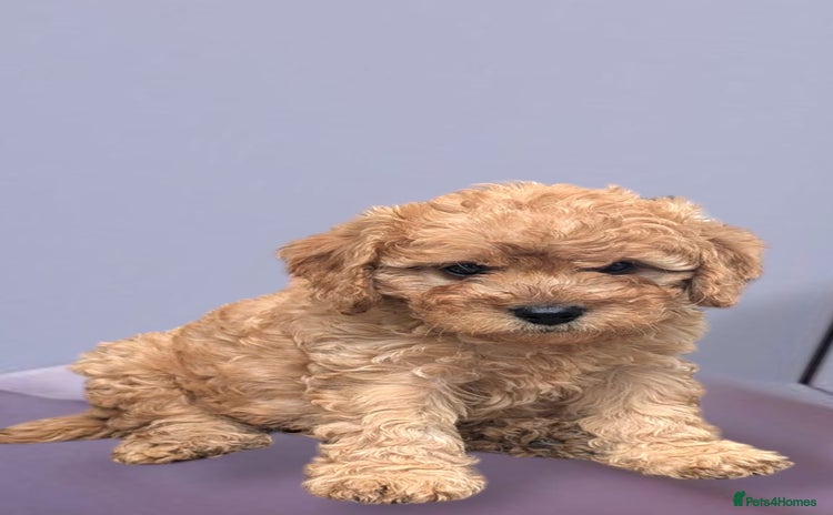 Cavapoo dogs - Advert 2