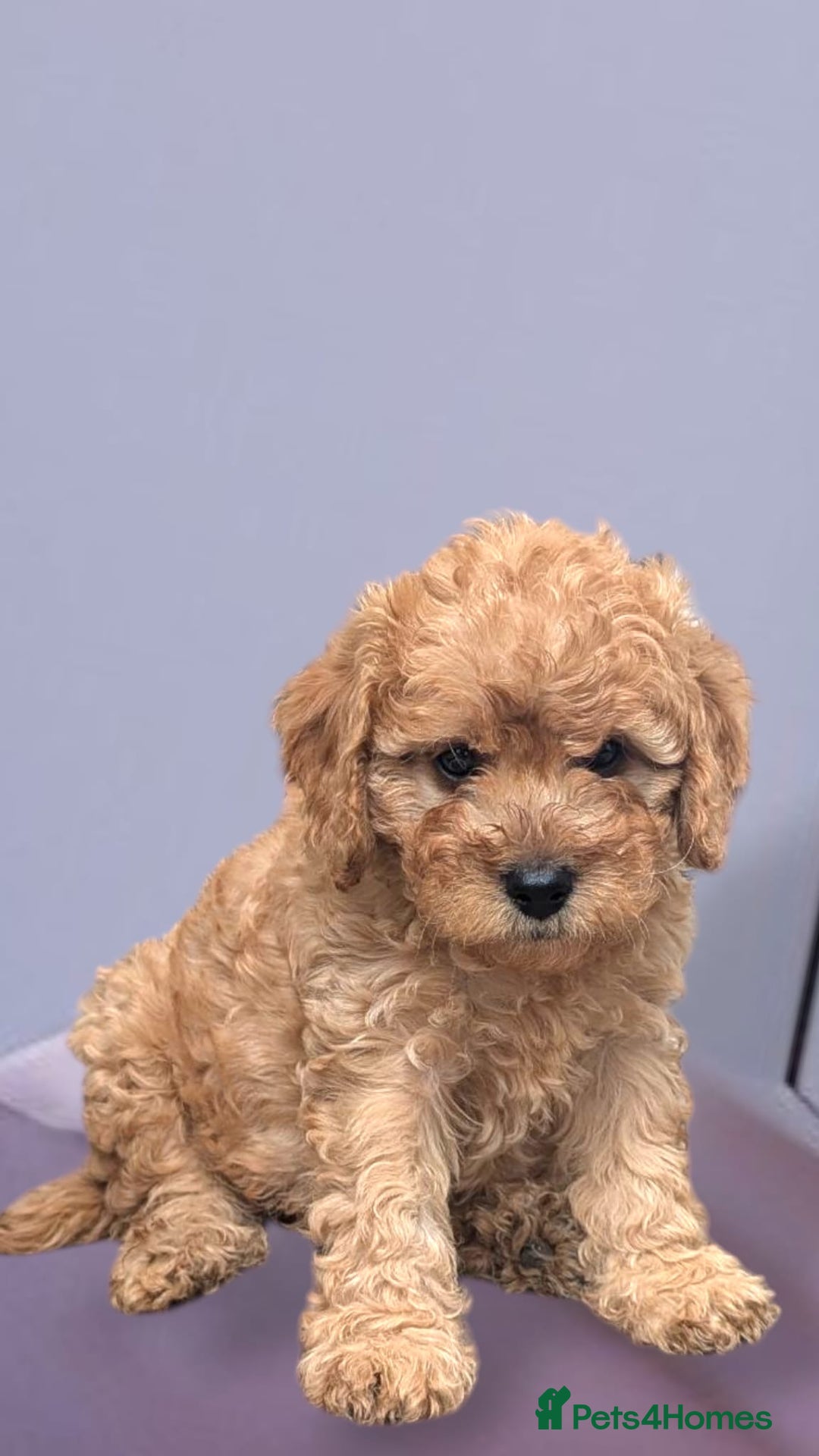 Cavapoo dogs for sale: *❤️last Boy left, All health tested❤️*  - Image 1