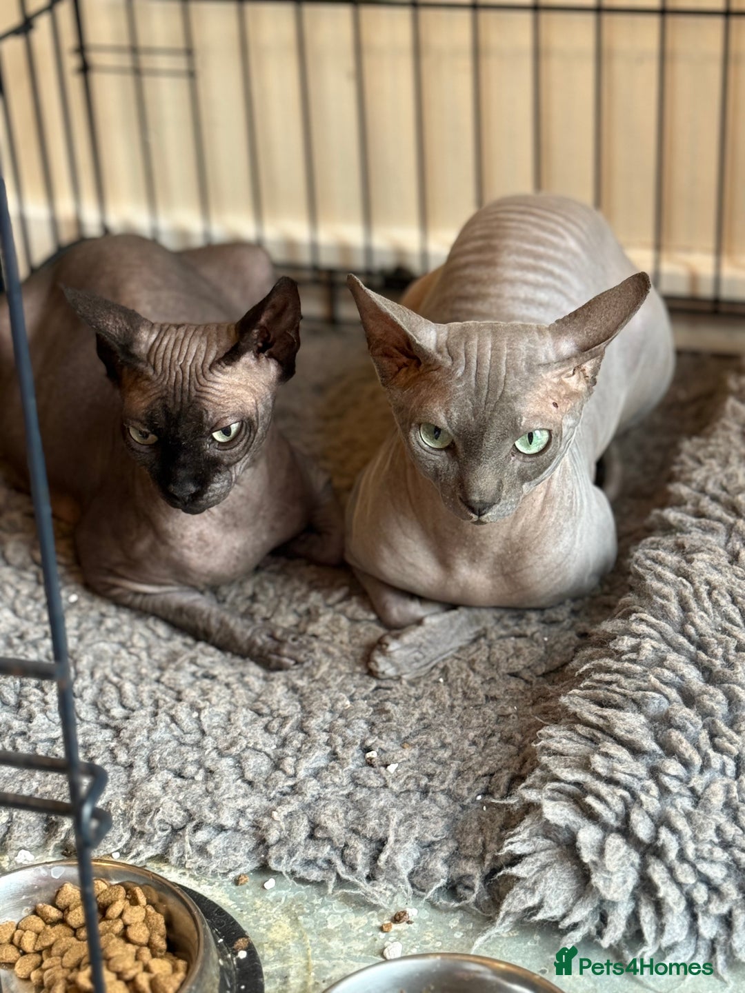 Sphynx cats for sale: ✨ Gorgeous Chunky Sphynx Kittens – Ready Soon! ✨ - Advert 21