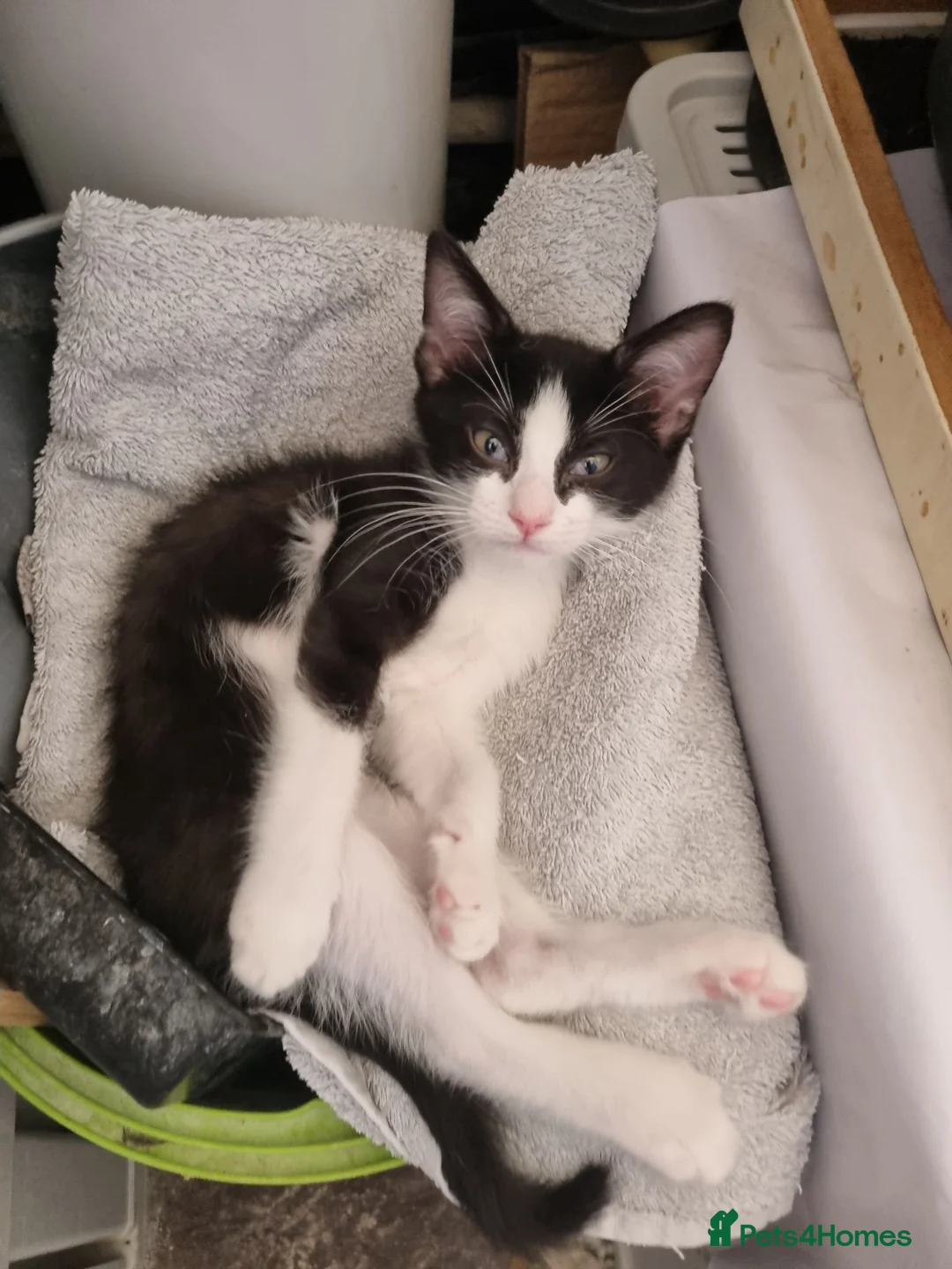 Mixed Breed cats for sale: Mix ragdoll kitten  - Advert 10