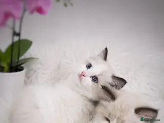 Ragdoll cats 🏆🎖 Premium GCCF Ragdoll Kittens Grand bloodlines - Advert 1