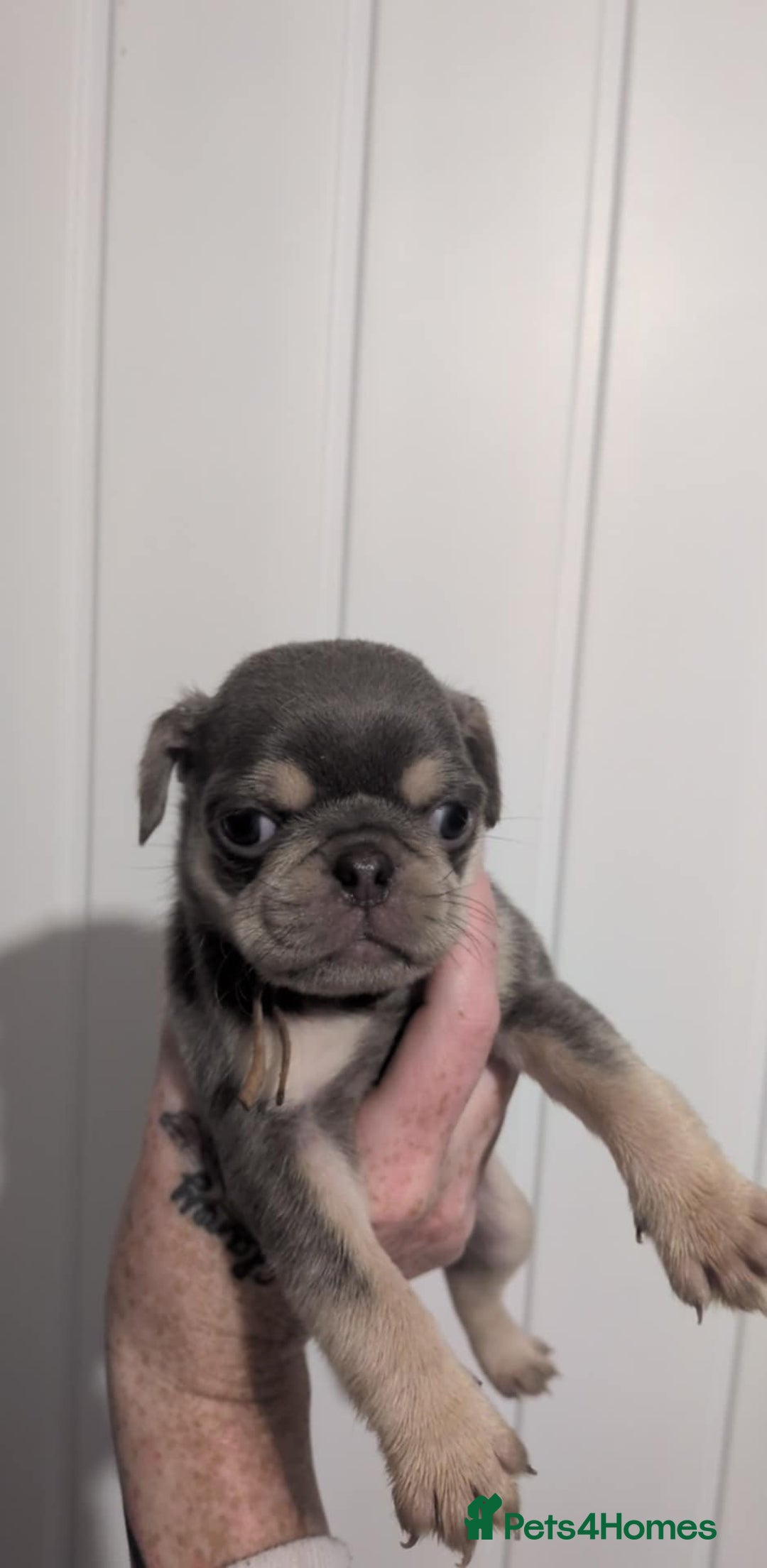 Pug dogs for sale: 2 left quality pug puppies  - Image 9