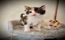 Ragdoll cats for sale: Ragdoll x Kittens ( prices vary)  - Image 1