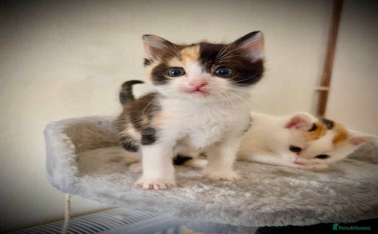 Ragdoll cats - Advert 14