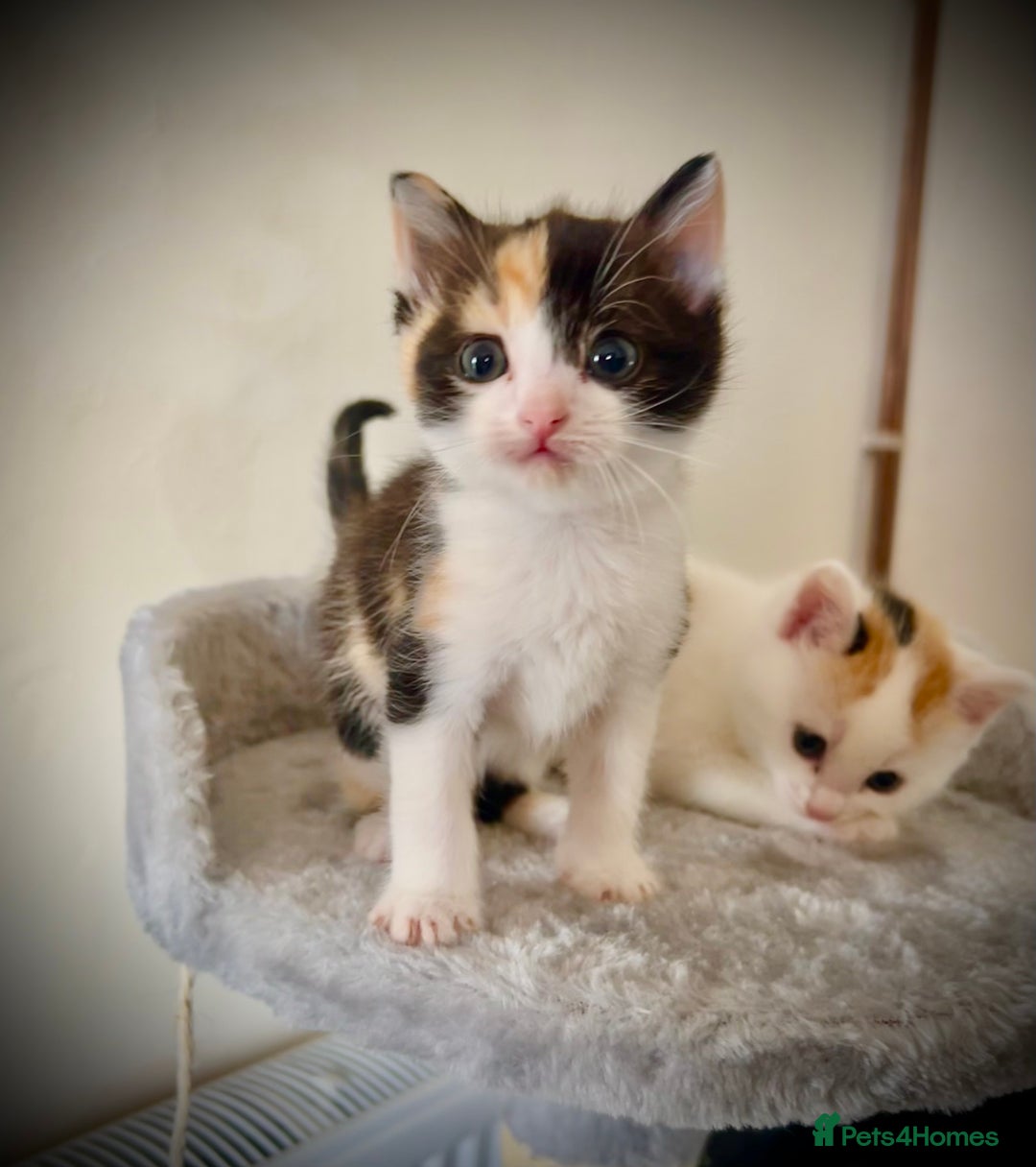 Ragdoll cats for sale: Ragdoll x Kittens ( prices vary)  - Image 1