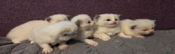 Ragdoll cats for sale: Beautiful Playful Ragdoll Kittens  - Advert 17