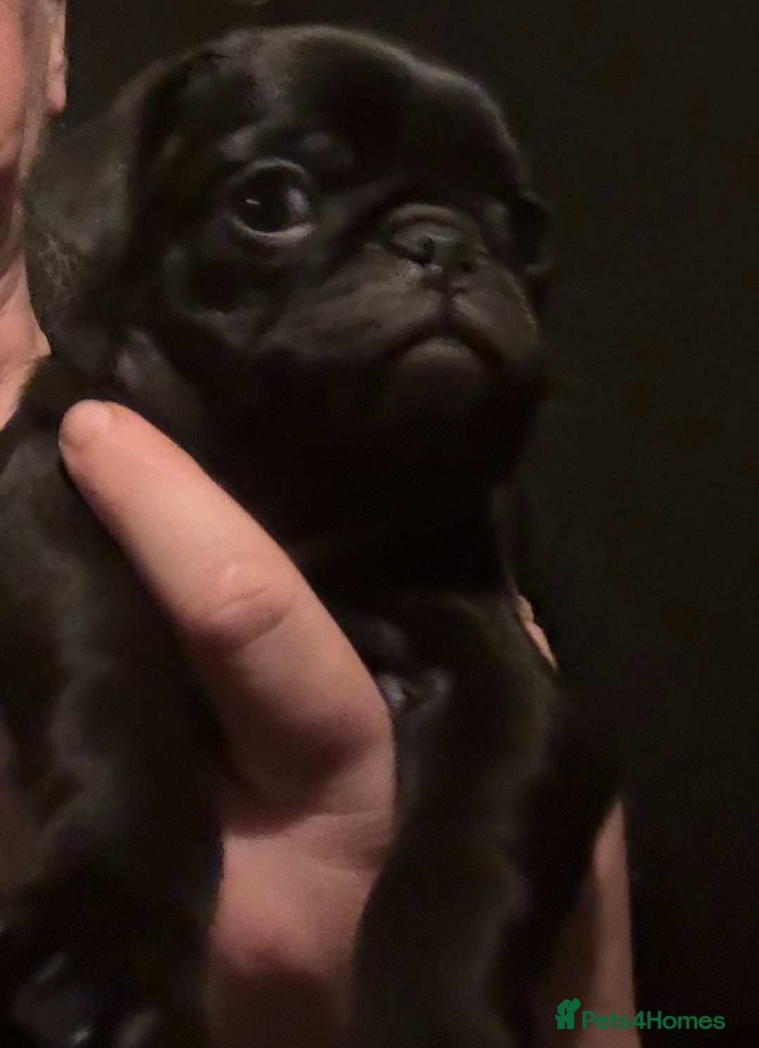 Pug dogs for sale: Male & Female Pug pups - Advert 6