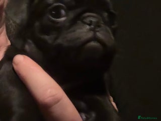 Pug dogs Male & Female Pug pups - Advert 2