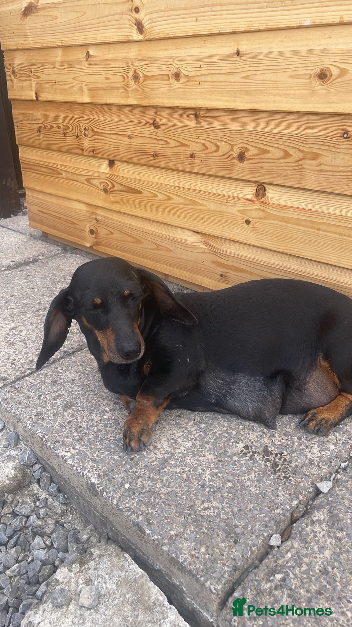 Dachshund dogs Dachshund  - Advert 10