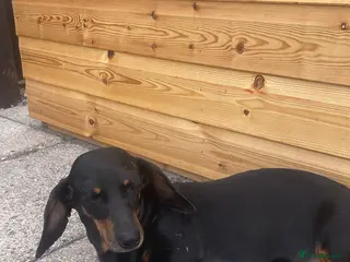 Dachshund dogs Dachshund - Advert 10
