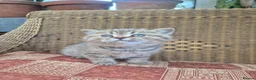 British Shorthair cats for sale: 💙ABSOLUTELY STUNNING BRITISH SHORTHAIR BOYS💙 - Advert 5