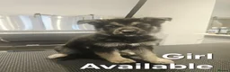 Shepsky dogs for sale: Shepsky puppies in Lutterworth - Advert 3