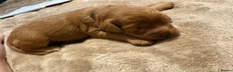 Cockapoo dogs for sale: F1B miniature cockapoo puppies. 10 days old - Advert 14