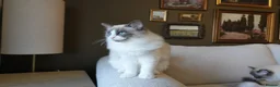 Ragdoll cats for sale: Final 3 ragdolls ready to leave  - Advert 9