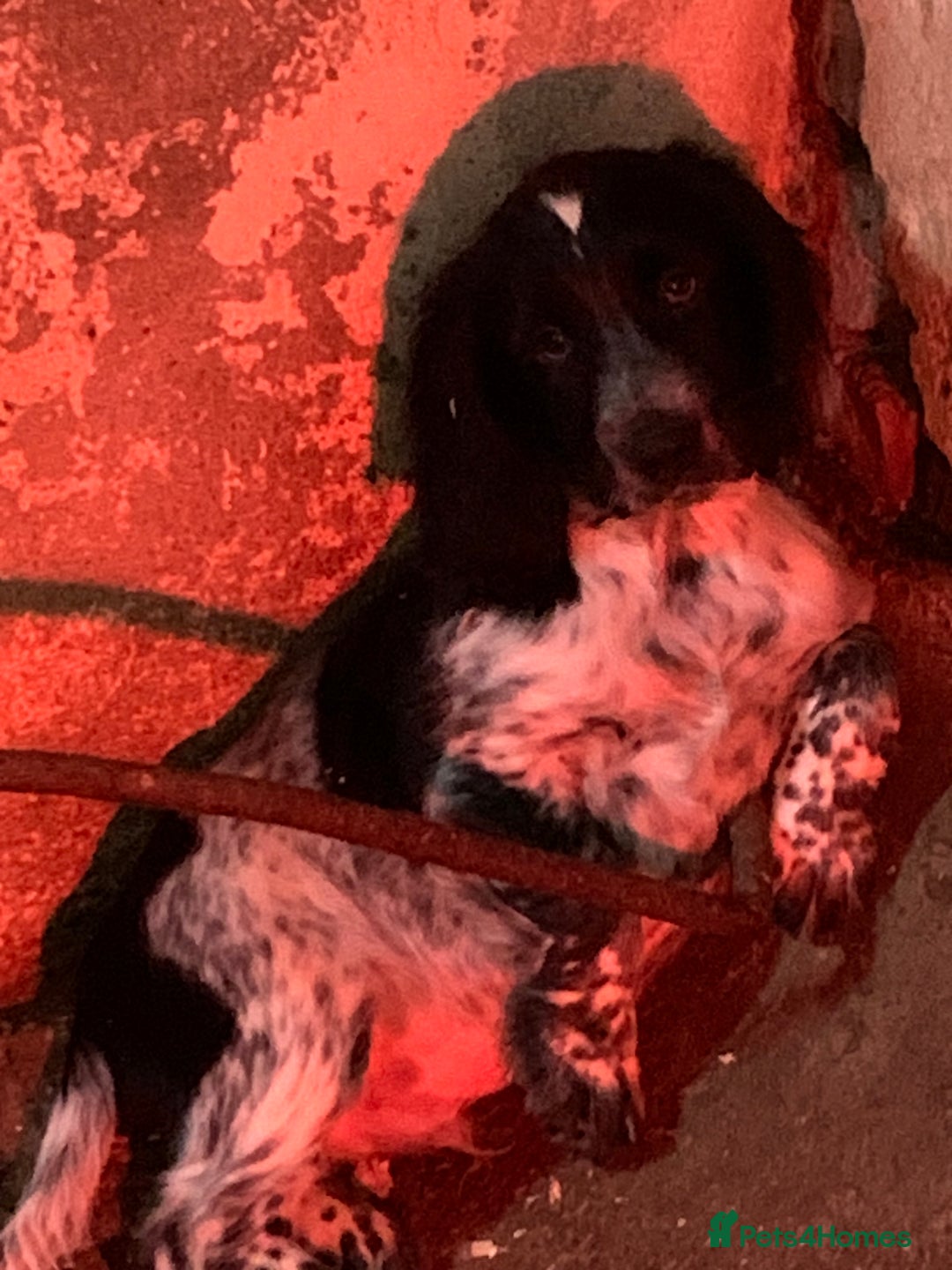 Sprocker dogs for sale: Beautiful Sprocker Puppies  - Image 2