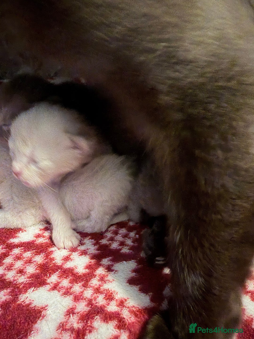 Burmese cats for sale: GCCF-Home raised-BurmeseKittens ready mid December - Image 5