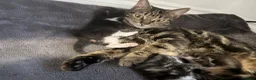 British Shorthair cats for sale: Three Playful Kittens  - Advert 17