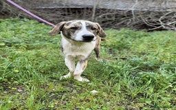 Mixed Breed dogs for adoption: 💔 OLIVER, RETURNED OUT OF SHAME 💔 - Image 1