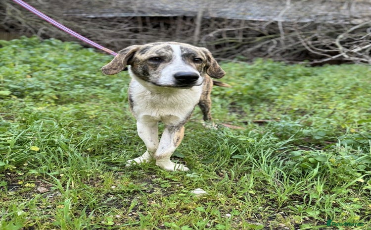 Mixed Breed dogs - Advert 1