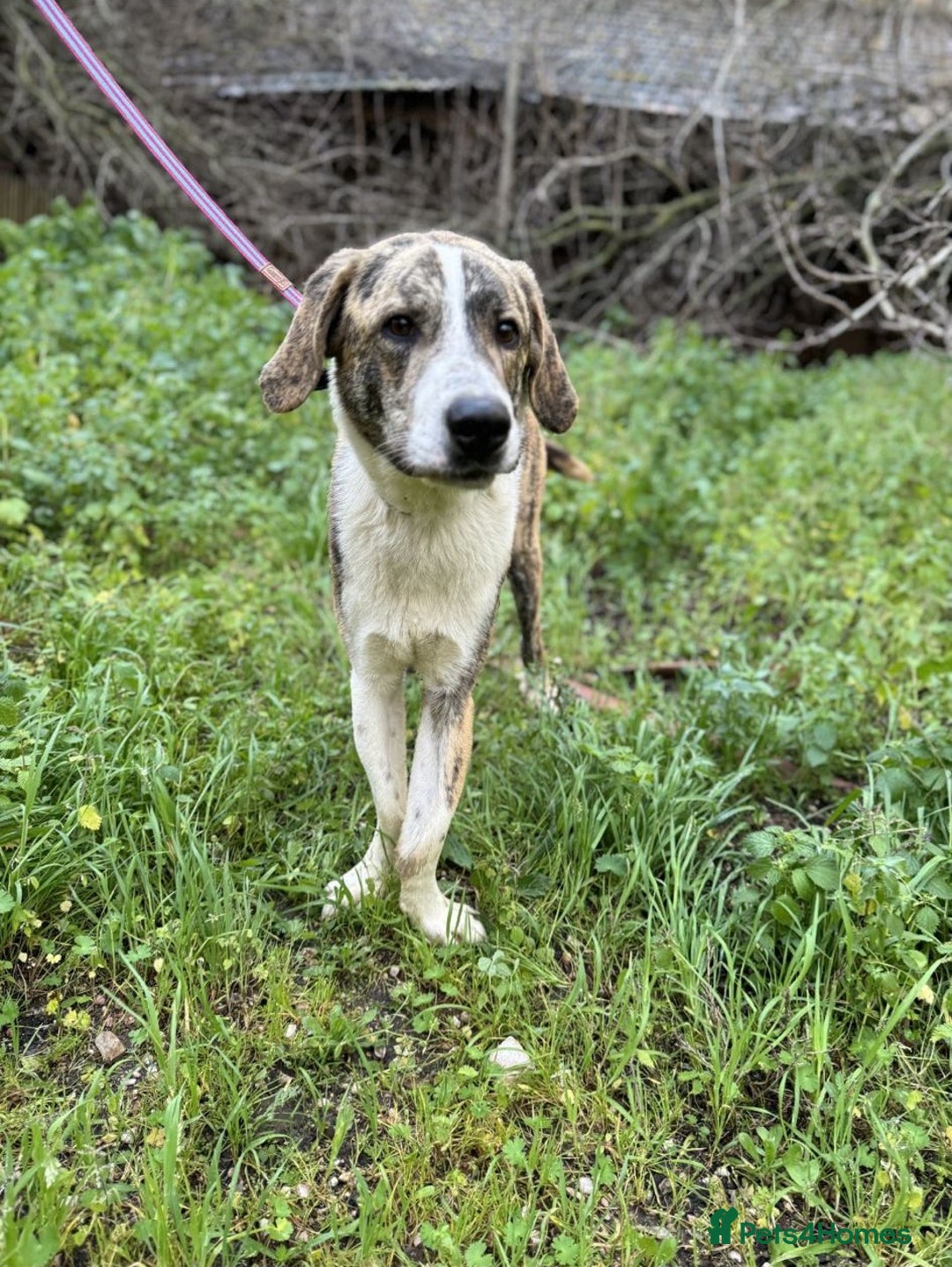 Mixed Breed dogs for adoption: 💔 OLIVER, RETURNED OUT OF SHAME 💔 - Image 1