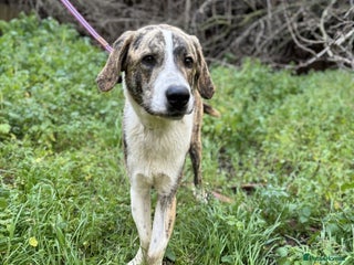 Mixed Breed dogs - Advert 8