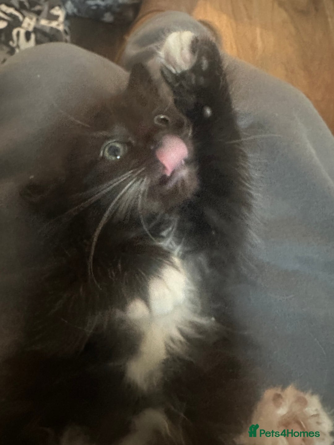 Ragcoon cats for sale: Ragdoll cross - Advert 12