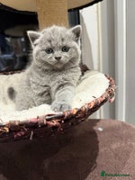 Scottish Fold cats LAST Scottish straight girl left - Advert 4