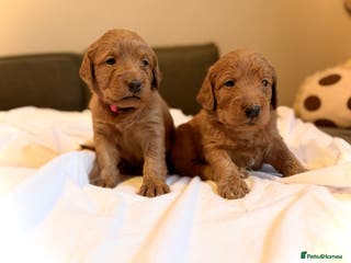 Labradoodle dogs Fox Red F1 Miniature Labradoodles - Advert 7
