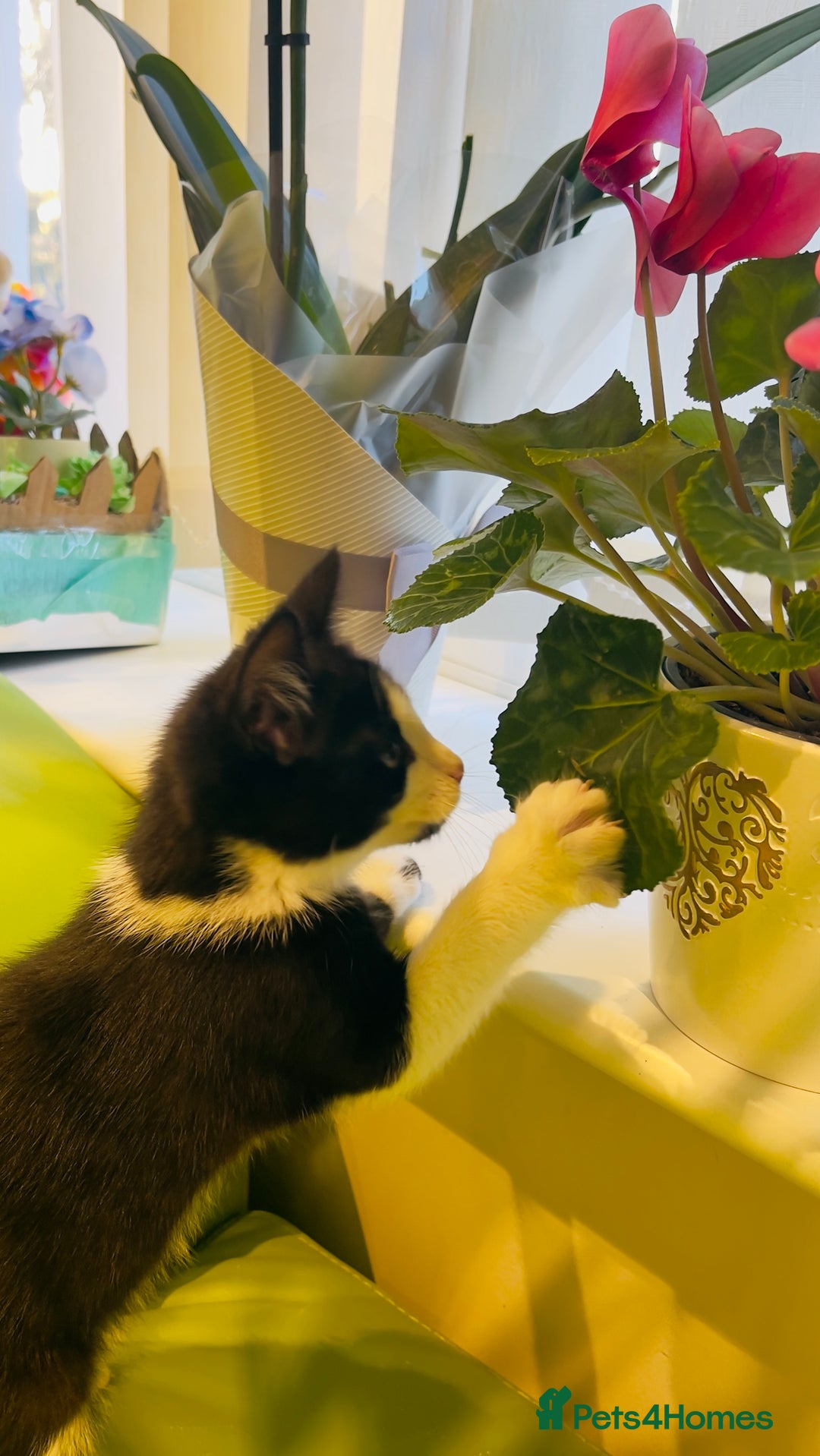 Mixed Breed cats for sale: Wonderful ,healthy clever village Kittens for sale - Advert 29